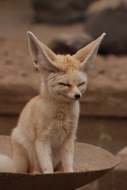 108 best images about Fennec fox on Pinterest | Chihuahuas, Red fox and ...