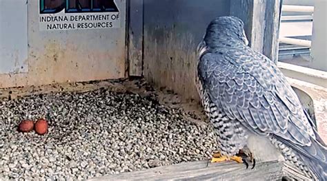 SPRING IS HERE: PEREGRINE EGGS SPOTTED ON FALCON CAM – The Waynedale News