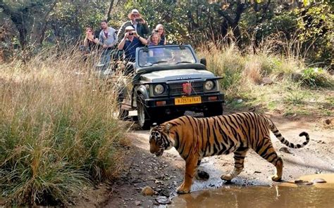 See Wild Tigers on Safari in Ranthambore National Park in India - Ranthambore National Park ...