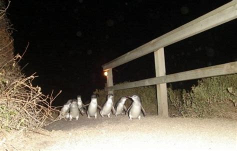 Bicheno Penguin Tour on Tasmania | Discount Price at OZ.TOURS!