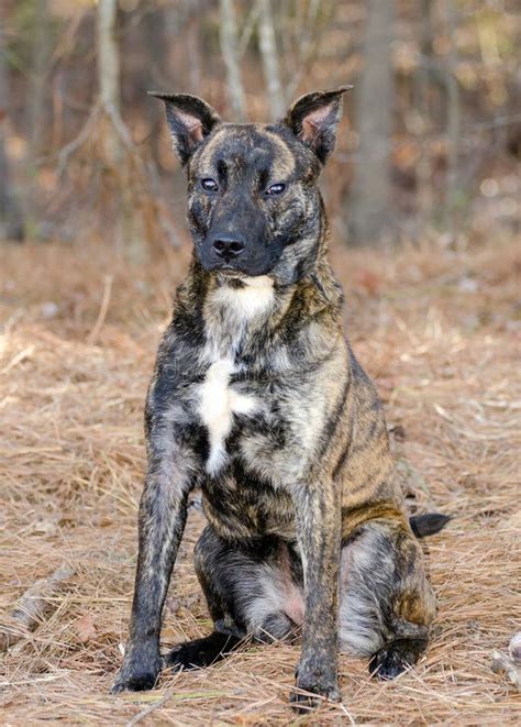 Brindle Pitbull Terrier Dutch Shepherd Mixed Breed Dog Stock Photo ...