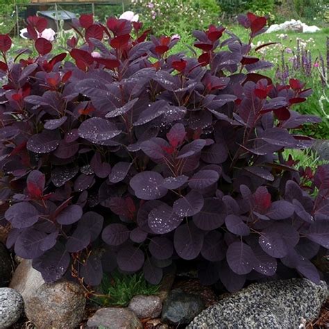 1 COTINUS COGGYGRIA 'ROYAL PURPLE' SMOKE BUSH DECIDUOUS SHRUB HARDY PLANT IN POT | eBay