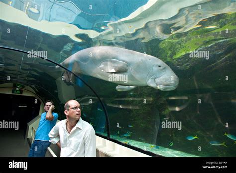 Tourists watching Dugong in Sydney Aquarium, Australia Stock Photo - Alamy