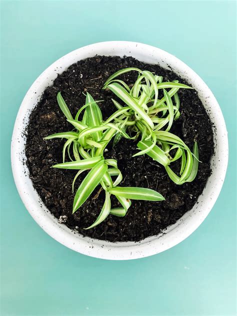 Spider Plant Propagation: 3 Ways How To Propagate Spider Plant Babies