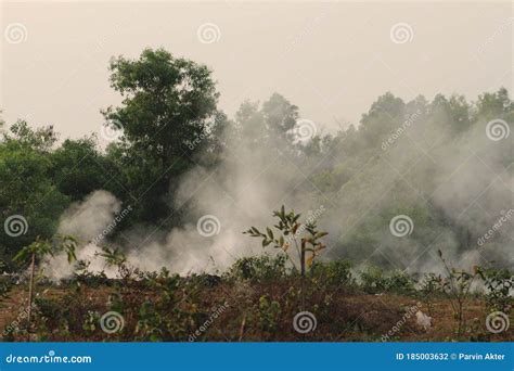 Environment Pollution in the Forest Stock Photo - Image of smoke, smokes: 185003632