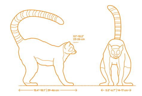 Ring-Tailed Lemur (Lemur catta) Dimensions & Drawings | Dimensions.com