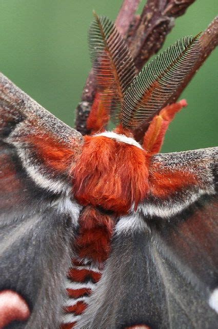 Cecropia Moth Life Cycle - Hyalophora cecropia | Cecropia moth, Moth, Moth life cycle