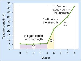 Gene Therapy for Tendon Healing | Plastic Surgery Key