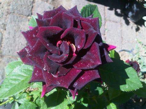 Tanaman Mawar Hitam (Black Rose) - BibitBunga.com