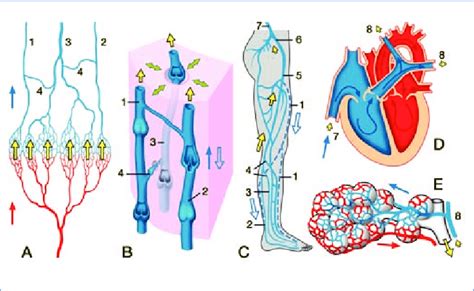 The venous vascular bed from the leg to the lung: consequences for the... | Download Scientific ...