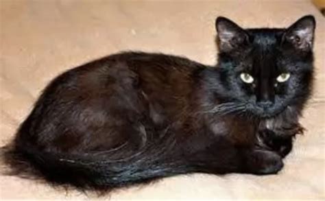 York Chocolate Cat Cat Breed Information, Images, Characteristics, Health