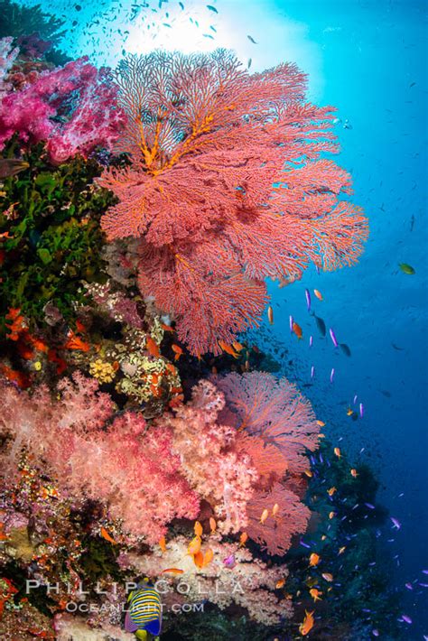 The Insanely Beautiful Coral Reefs of Fiji – Natural History Photography Blog