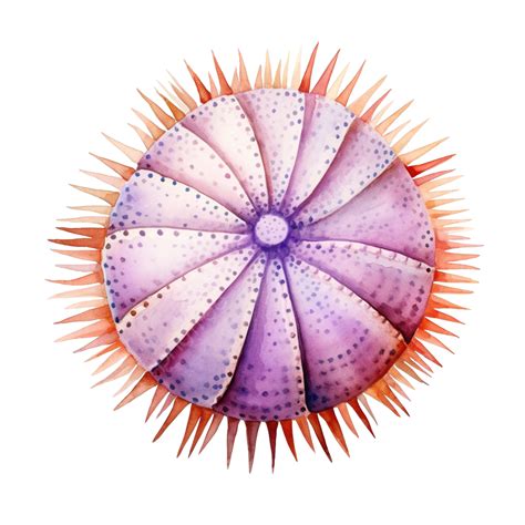 Sea Urchin Watercolor, Sea Urchin, Urchin, Animal PNG Transparent Image ...