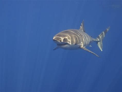 Great White Shark | Elias Levy | Flickr