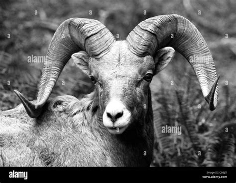 Bighorn sheep Black and White Stock Photos & Images - Alamy