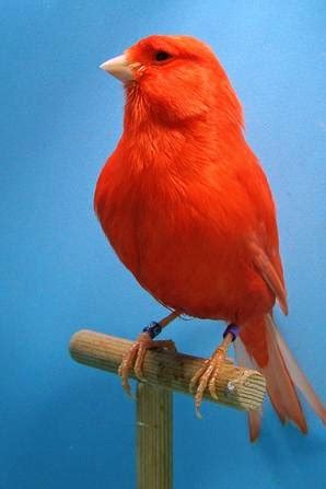 Red Factor Canary Facts, Care as Pets, Housing, Pictures | Singing Wings Aviary