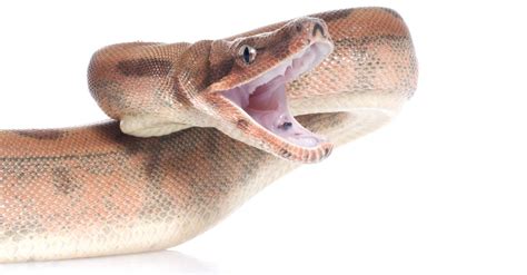 Colombian Boa Constrictor - Care guide & Price - Petsoid