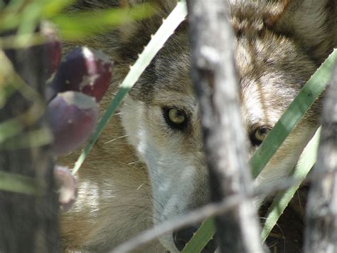 White Wolf : Extremely endangered Mexican Gray wolves need our help to ...