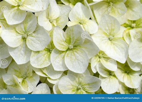 Hortensia stock image. Image of leaves, soft, petals - 43590705