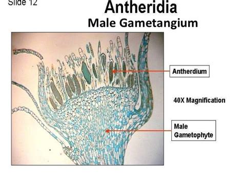 Bio 124 Lab Exam 2 Study Guide