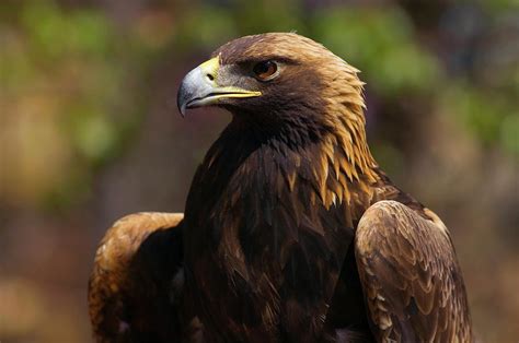 Golden Eagle Aquila Chrysaetos Photograph by Animal Images - Fine Art ...