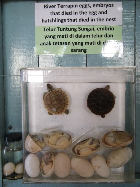 River terrapin eggs and embryos • Turtle Conservation Society of Malaysia