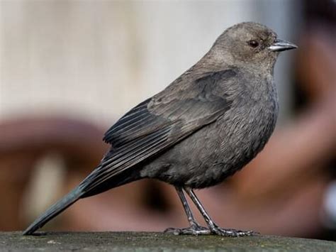 Small Black Birds In South Africa | Psoriasisguru.com