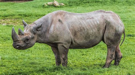 Yorkshire Wildlife Park | Animals | Days out in Yorkshire