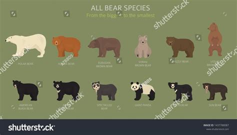 All world bear species in one set. Bears collection. Vector ...