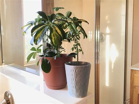 A Short and Simple Guide to Schefflera (Arboricola)