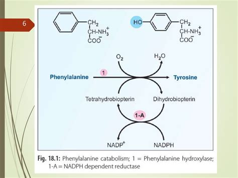 Phenylalanine & tyrosine amino acid metabolism