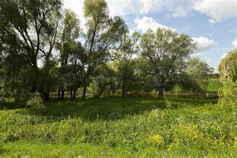 trees in spring 9404245 Stock Photo at Vecteezy