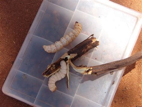 Witchetty Grub | Australian Insects Website