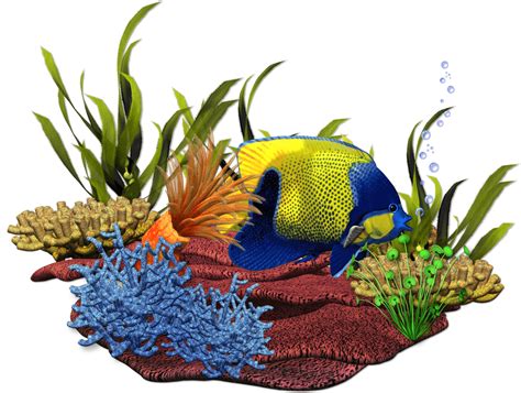 Freshwater Aquariums – Ocean Floor Aquariums