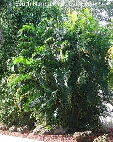 Guide to Florida Landscape Plants for the southern half of the Sunshine State