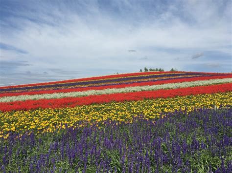 13 Hokkaido Flower Fields to Visit in Japan - Pages of Travel