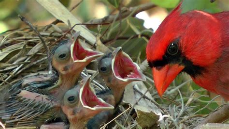 Pin de Cristina Flores en pajaros | Pájaros cardenales