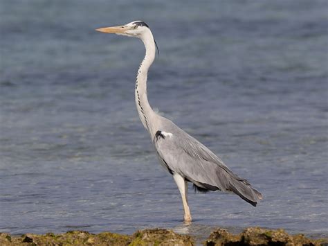 Grey Heron - eBird