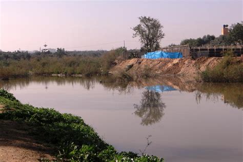 Once a vibrant natural reserve, Gaza's coastal wetland is now a health ...