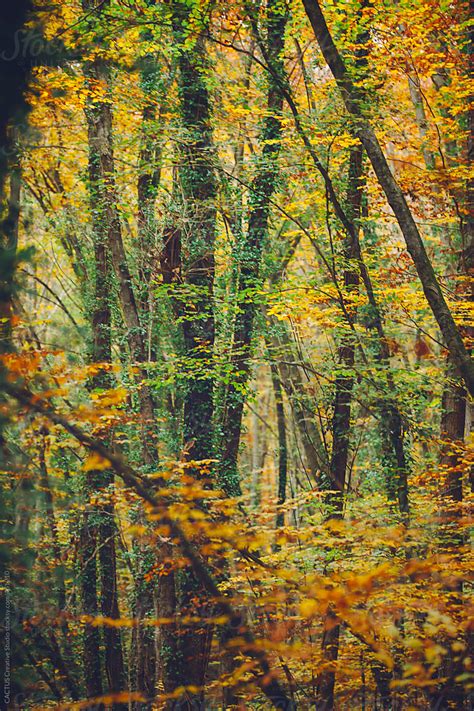 "Autumn Scene In A Beech Forest" by Stocksy Contributor "CACTUS ...