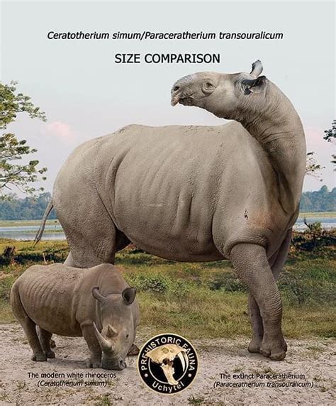 Size comparison between the living White Rhino, Ceratotherium simum ...