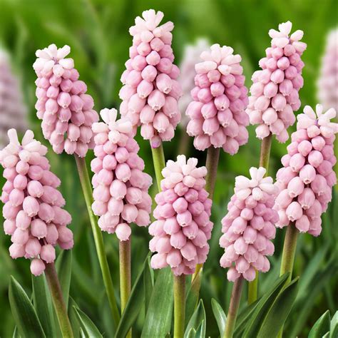 Grape Hyacinth Pink Surprise – Easy To Grow Bulbs