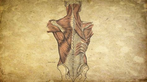 Anatomy Wallpaper