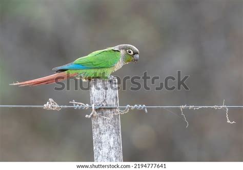 Green Cheeked Parakeet: Over 1,065 Royalty-Free Licensable Stock Photos | Shutterstock