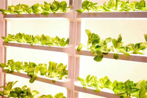 Vertical Farming Investments Grow - The Food Institute