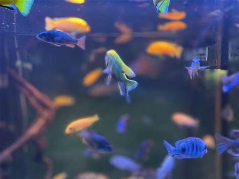 Black Skirt Tetra Lifespan – How To Take Care Of Them Correctly