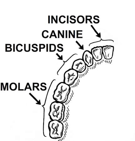 Animal Teeth Diagram