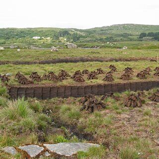 Schematic presentation of peat formation process [6]. (Credit: Kentucky... | Download Scientific ...