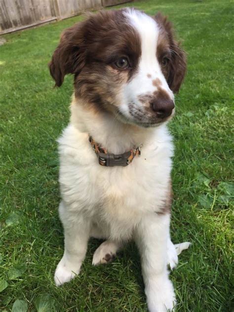 Australian Shepherd Terrier Mix: Cute, Energetic & Funny!