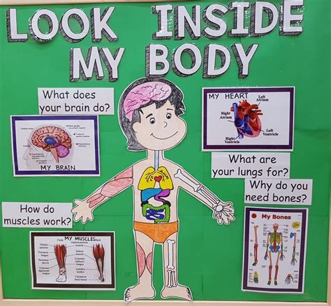 My Body Display Board | Character lessons, Preschool crafts, Bones and ...